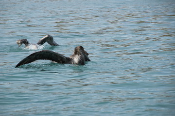 Badender Skua / Petrel in Antarktis