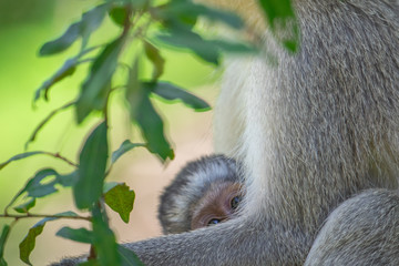 Baby Vervet Monkey