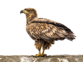 White-tailed eagle on white background