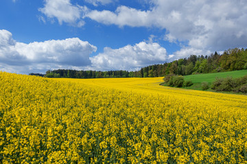 Malerische Landschaft im Frühling mit gelbem, blühendem Rapsfeld vor einem Wald