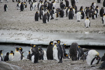Kaiserpinguine am Wasser stehend - Antarktis S&uuml;dgeorgien