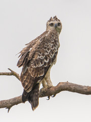 Juvenile Martial Eagle
