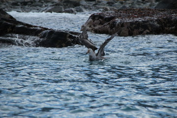Badender Skua / Petrel in Antarktis