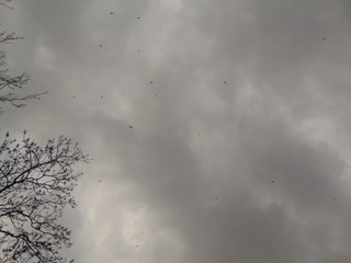 grey sky with seagulls