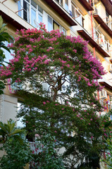 Fototapeta na wymiar flowering tree with pink flowers in the garden