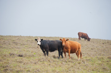 Cattle Ranch, Dairy Cows on field, cloudy day