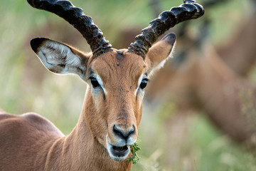 Impala Ram