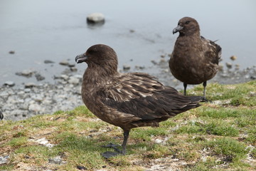 Skua Vögel Antarktis - Flügel schlag