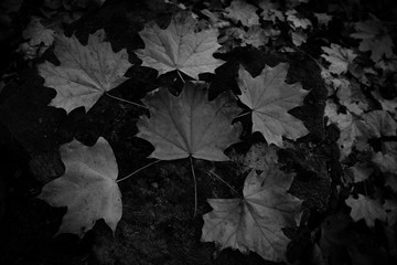 Autumn maple leaves on a stump on a wooden background black and white photo