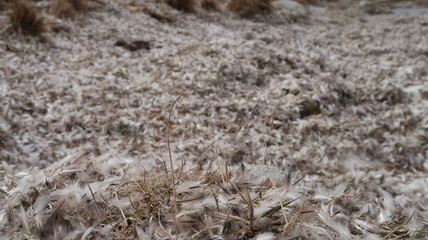 Pinguinfedern in Antarktis am Boden liegend