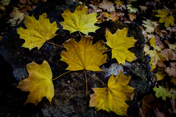 Autumn maple leaves on a stump on a wooden background
