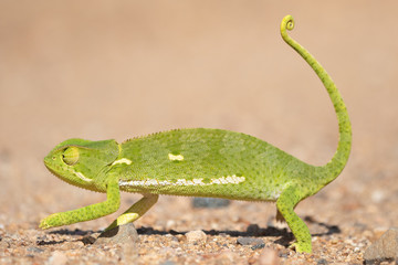 Flap Necked Chameleon