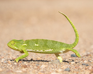 Flap Necked Chameleon
