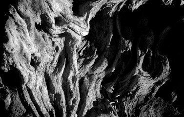 B&W Bark Tree