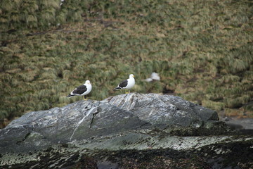 Vögel in der Antarktis - Südgeorgien