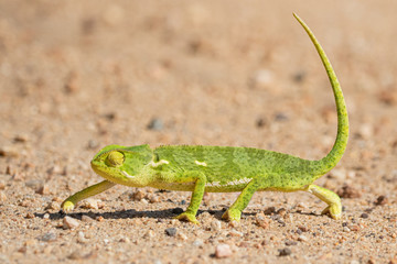 Flap Necked Chameleon