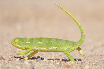 Flap Necked Chameleon