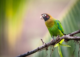 Parrot on a branch