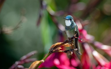 hummingbird on a branch