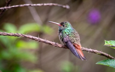 Hummingbird on a branch