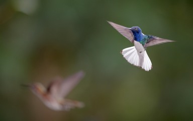 Hummingbird in flight