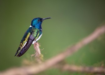 Hummingbird on a banch