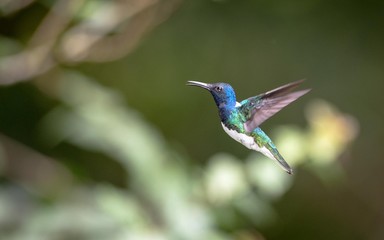 Hummingbird in flight