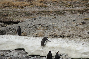 Pinguin kämpft sich mit Schnabel Eiswand hoch