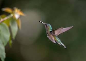 Hummingbird in flight