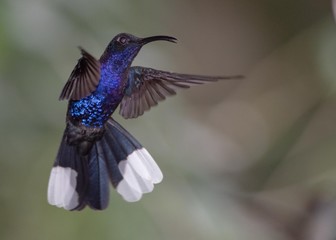 Hummingbird in flight