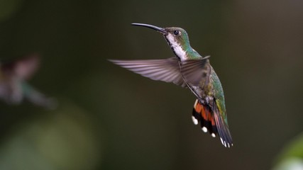 Hummingbird in flight