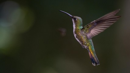 Fototapeta na wymiar Hummingbird in flight