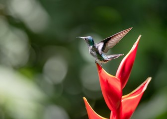 Hummingbird on a flower