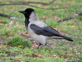 Nebelkrähe