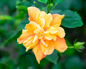 Single Golden Sunlit Hibiscus Flower © WAYNE BESSON 