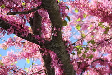 Spring Pink Trees
