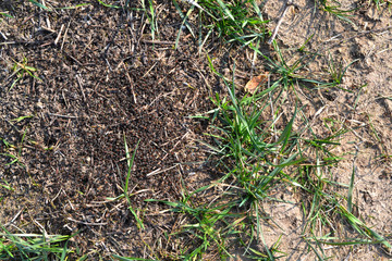 black insects ants and ant hive in meadow.