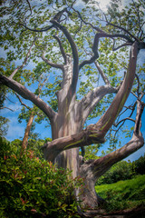 Magnificent Rainbow Eucalyptus Tree, Eucalyptus deglupta