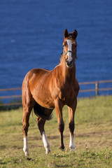 an English thoroughbred horse on a green meadow with the sea in the background
