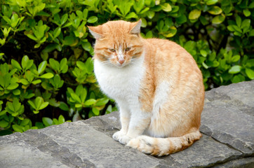 red cat in the garden 