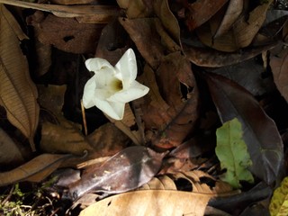 white flower on dead leaves