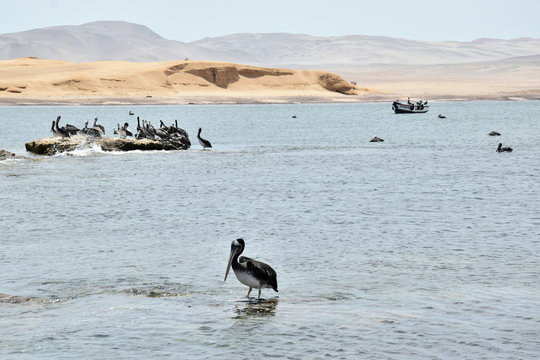 Pelicans by the bay in Paracas