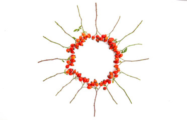 Dog rose, bunch branch Rosehips, types Rosa canina hips on white - Medicinal plants and herbs composition