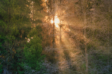 Astonishing winter sunrise in the forest with corpuscular sun rays.