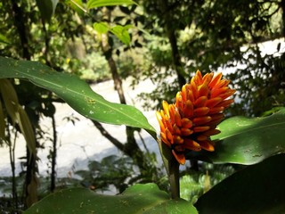 costarrican forest orenge flower by a river