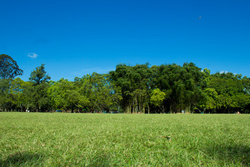 Obraz premium Bosque verde