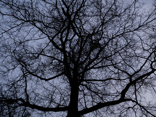 Fototapeta na wymiar entwined branches on bare tree on a winter evening