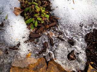 melting snow and ice in the garden in late winter