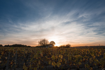 vineyard landscape sunset