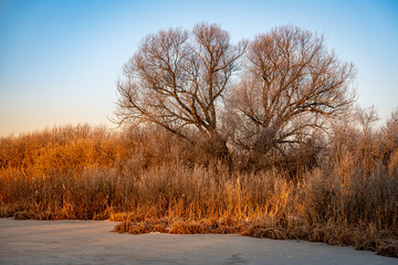 Naklejka na ściany i meble Bare trees and frozen river's bank in February at sunrise